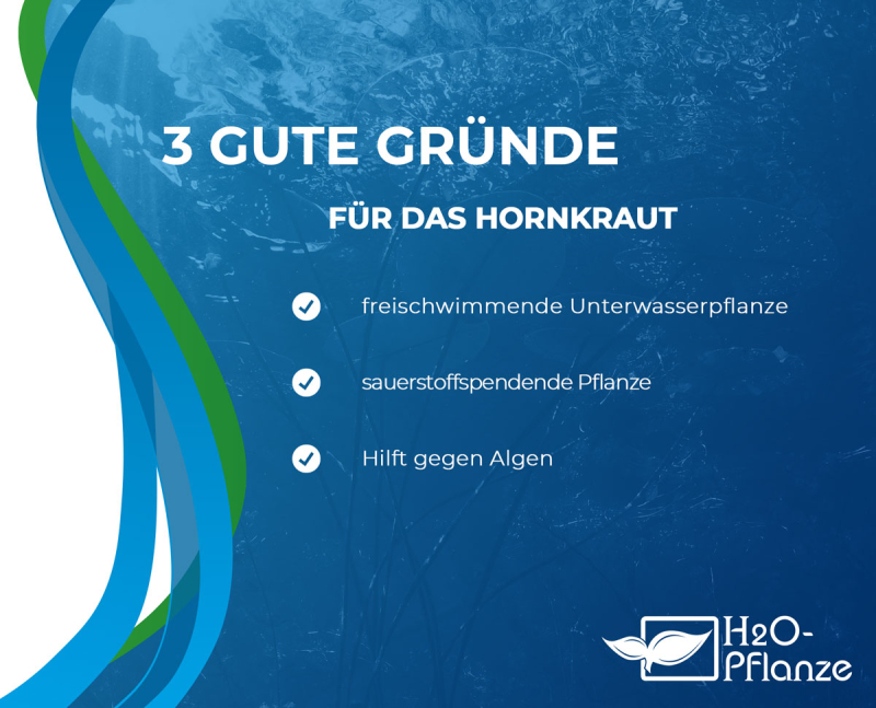 Ceratophyllum demersum - Hornkraut